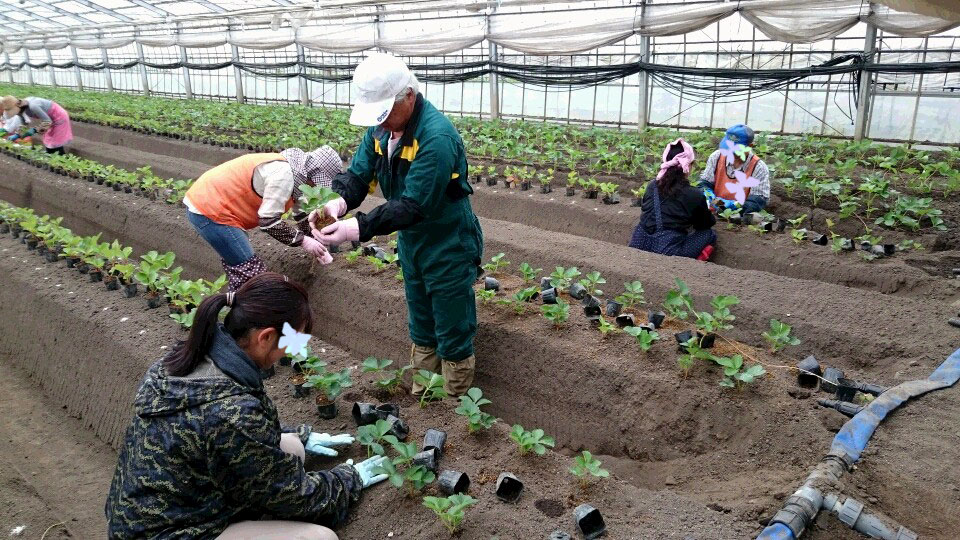 ポットから外し、一つ一つ、手作業で植えます