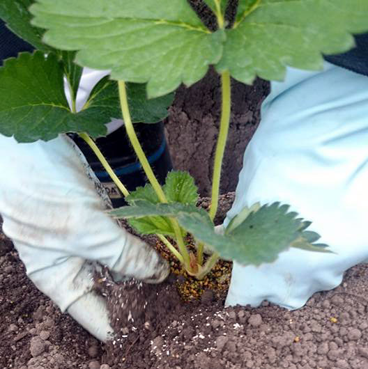 手作業で植えます