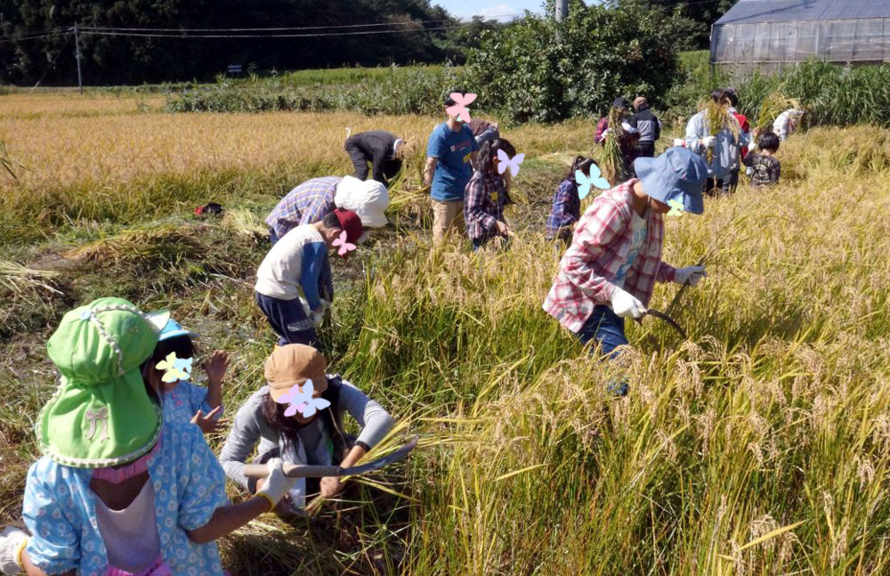 それぞれの手に鎌を持って稲刈り実践