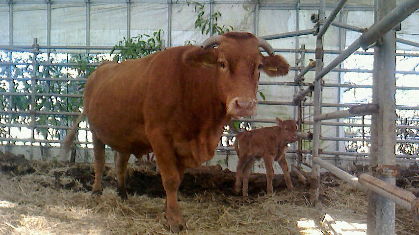 あいちゃん牧場で久しぶりに子牛が誕生しました