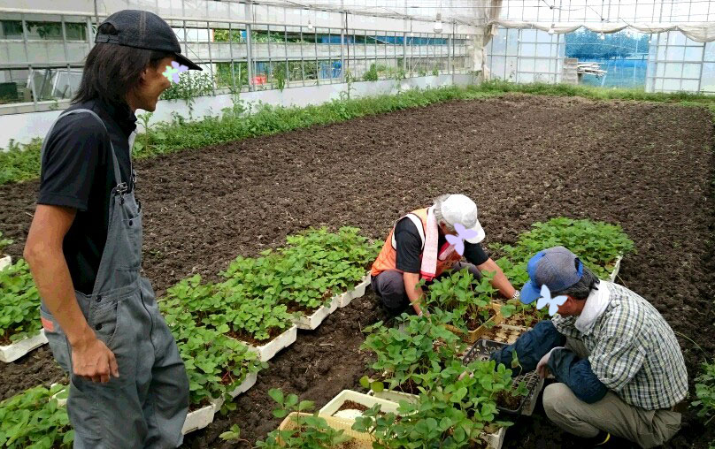 育苗トレイから苗をとって