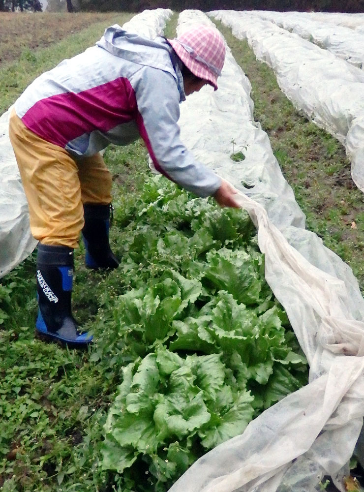 被覆資材をかぶせる