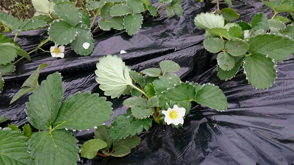 「さちのか」の花