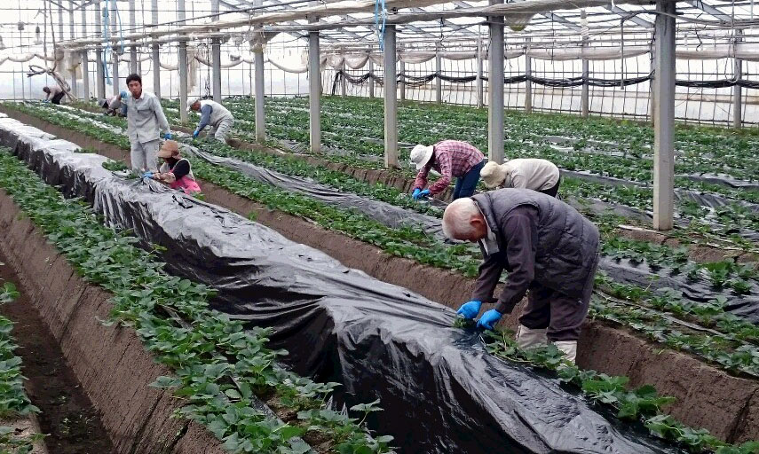 小牛田・佐々木さんのいちごハウスでマルチ掛け