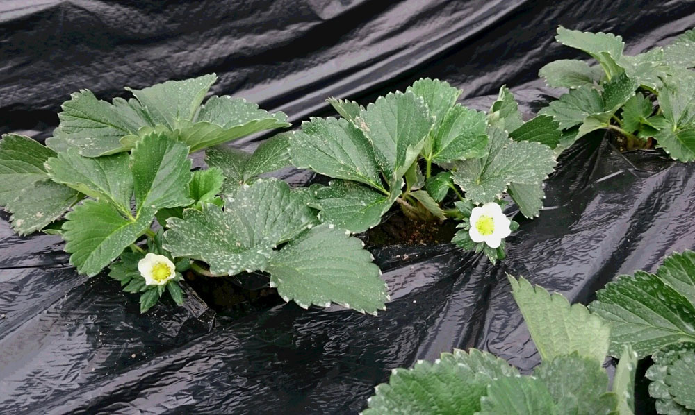 「とちおとめ」の花