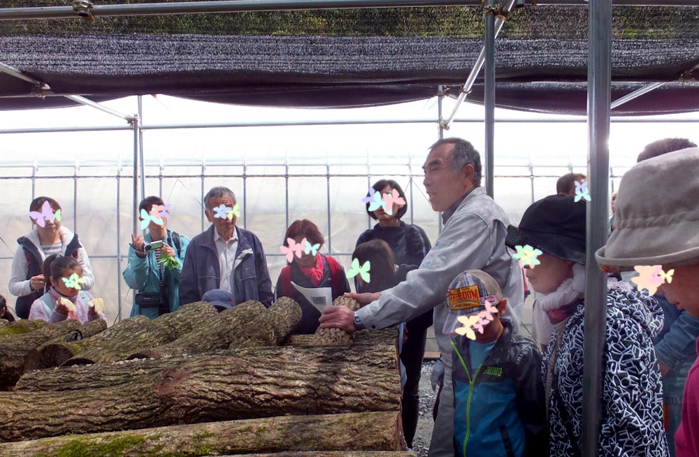 熊本、大分からの榾木