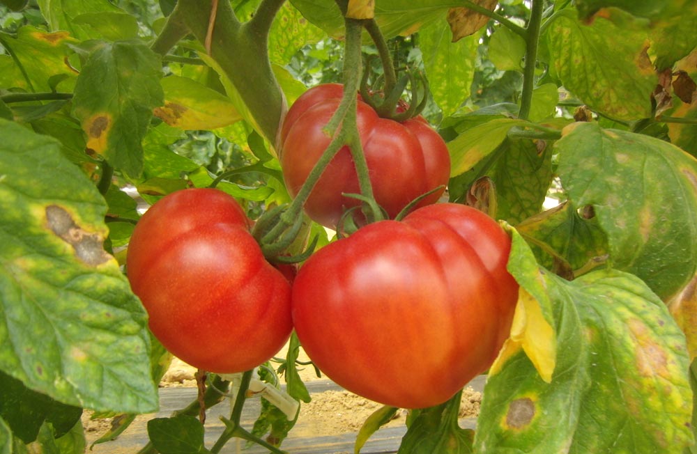大玉トマトも順調に色づく