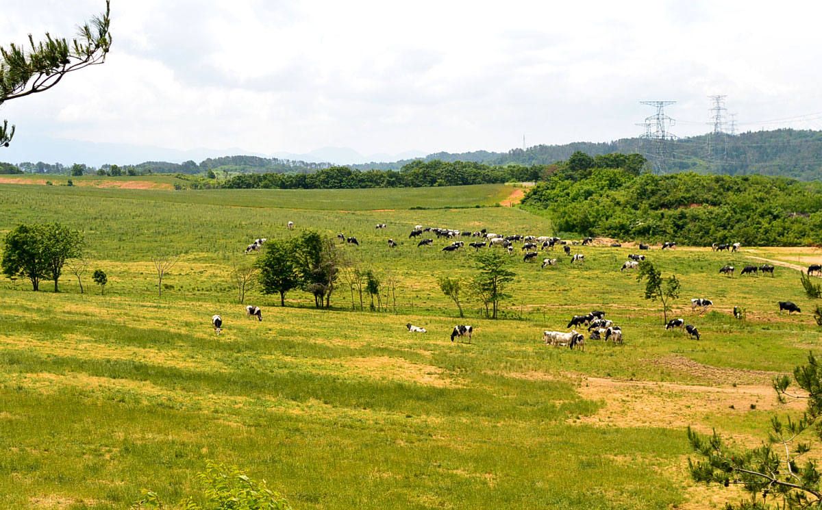 広大な牧草地で放牧される牛たち