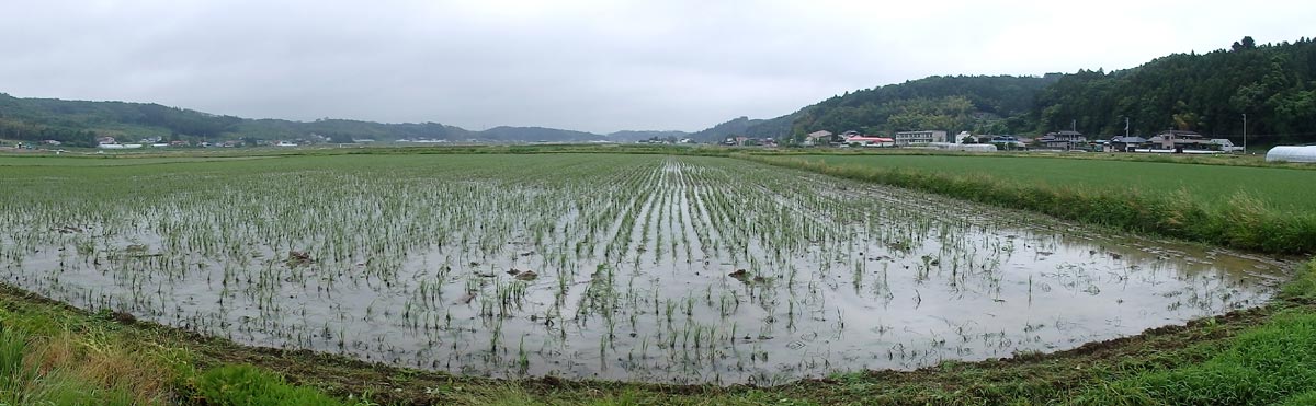 大郷実験田、除草機による除草後