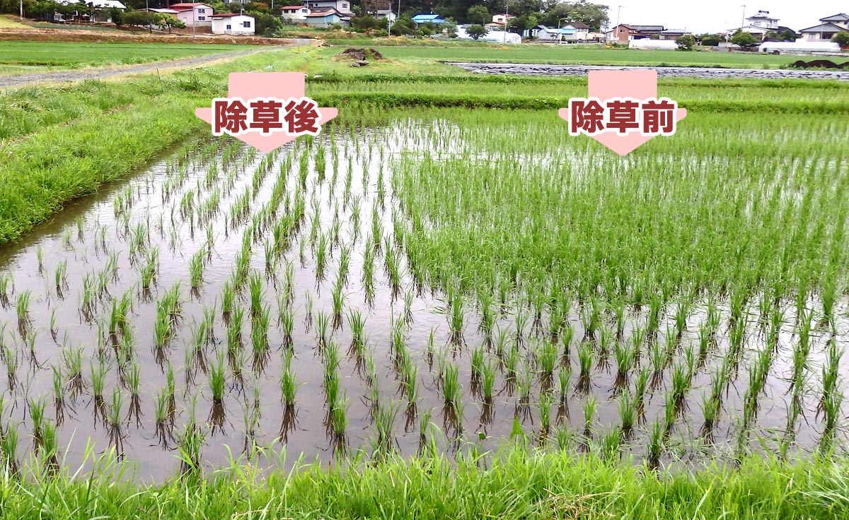 達徳さんの実験田、除草の前後