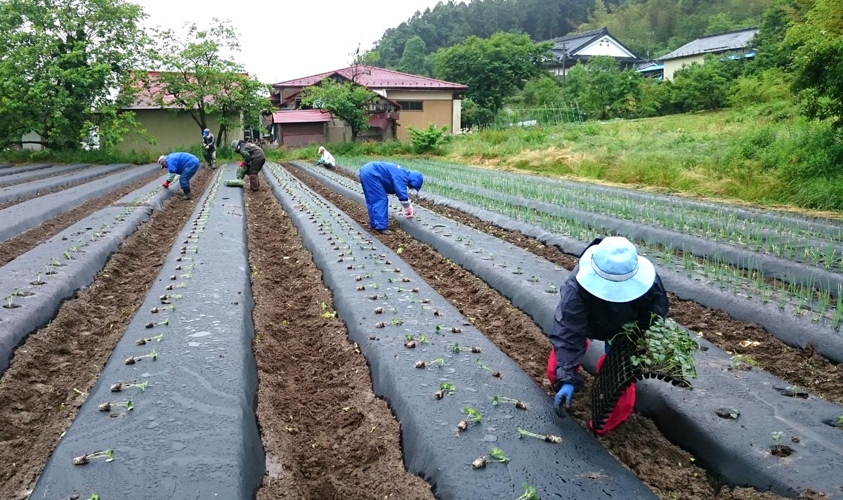 おくらの定植