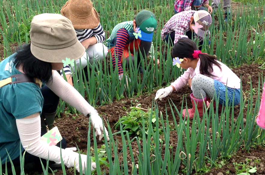 ネギ畑で草取り体験