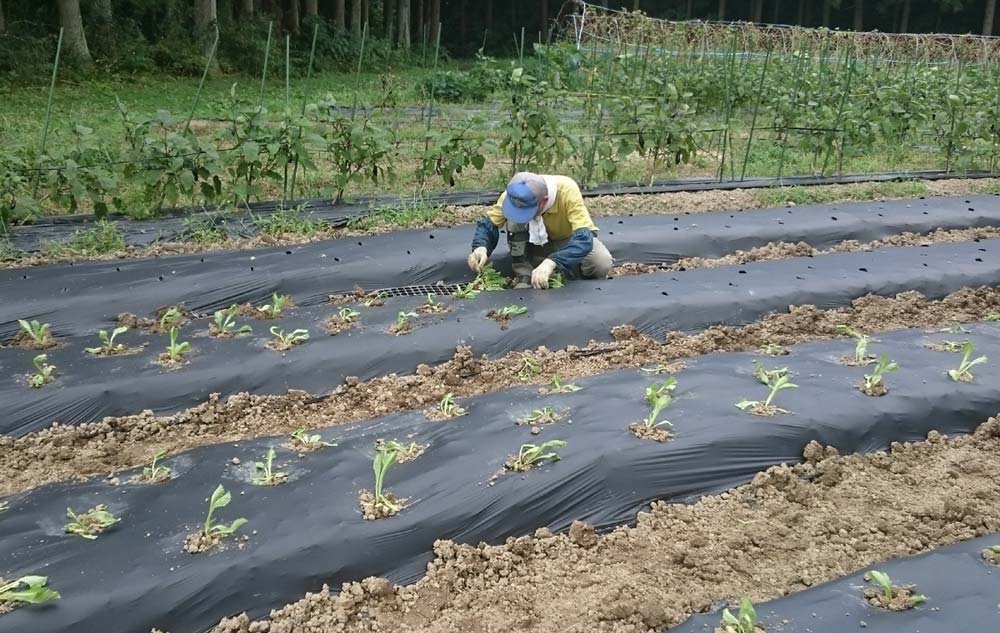 レタスの定植