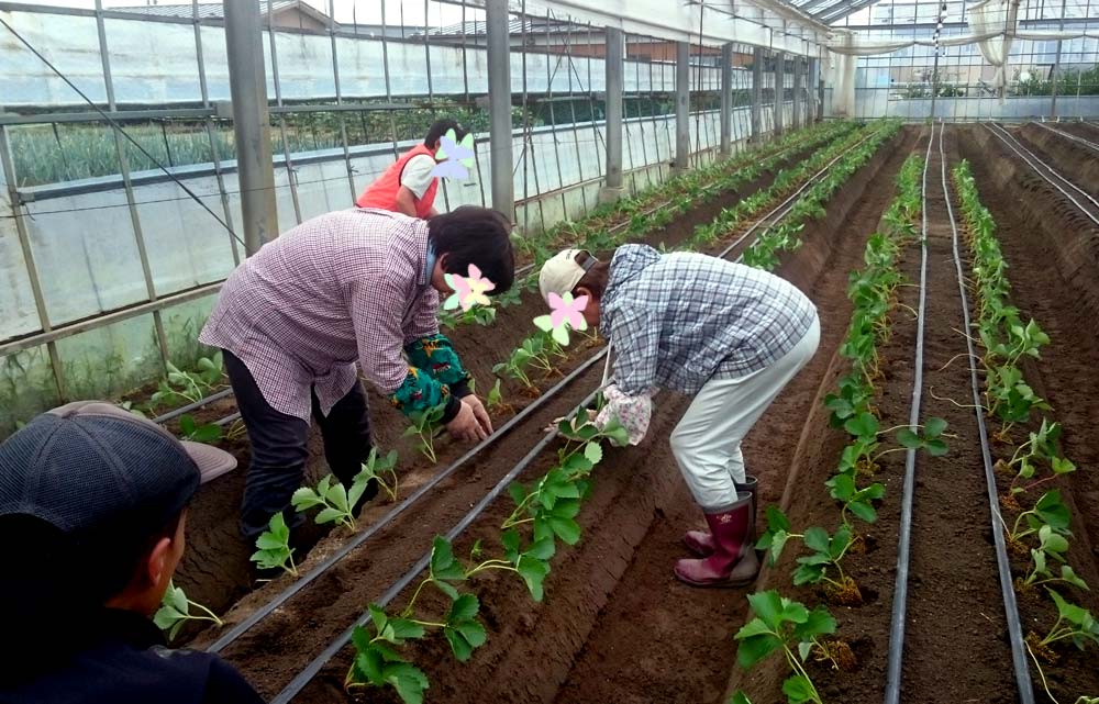 レタスの定植