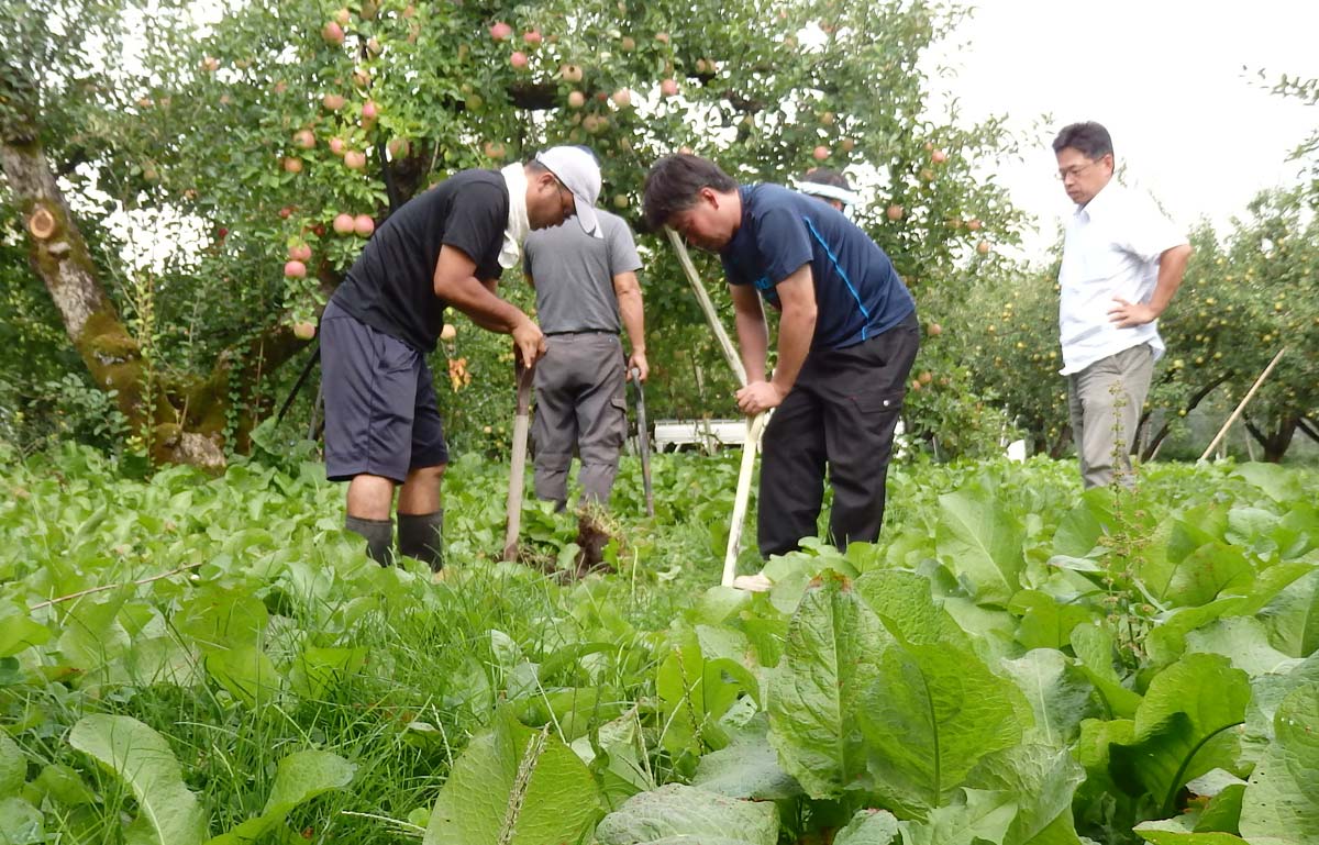 圃場は草生栽培