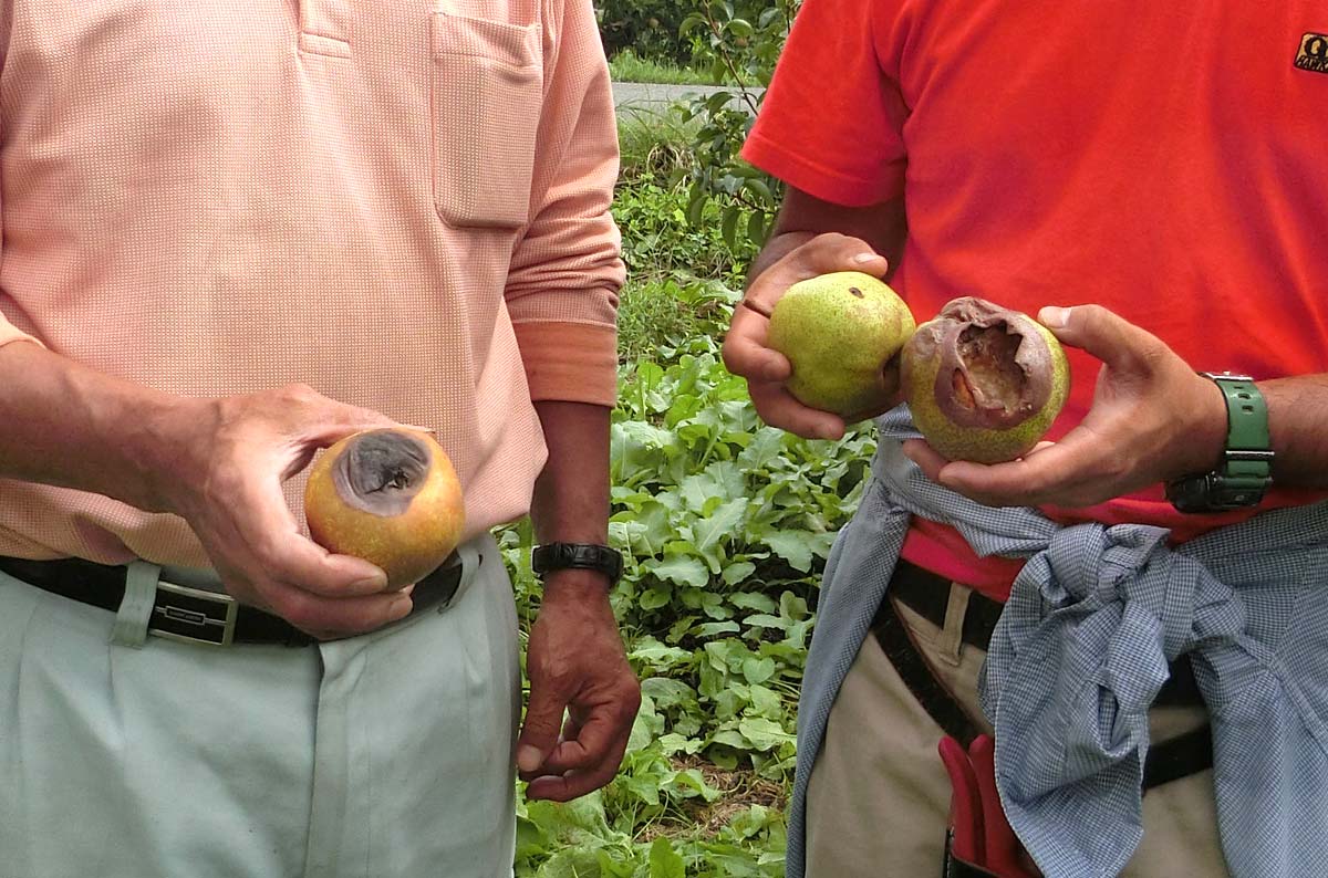 鳥に食べられ、虫に食べられ、病気も