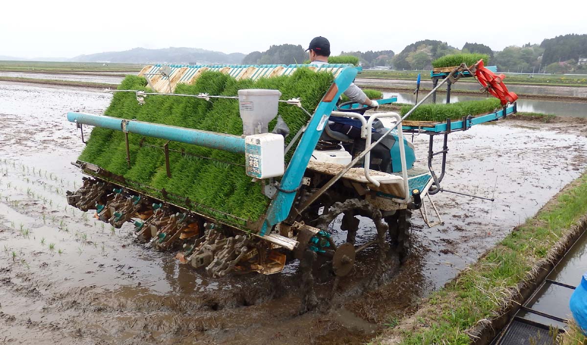 田植え