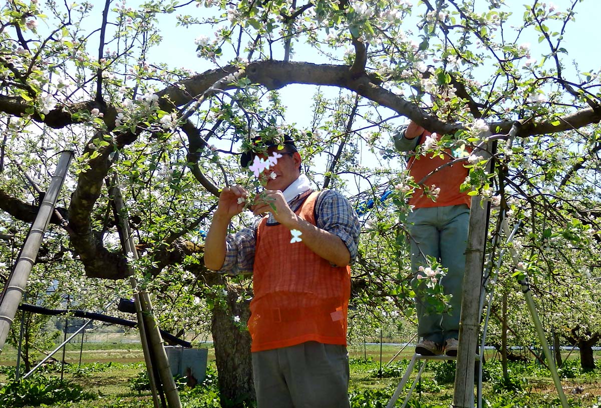 りんご・洋梨「花摘み作業」