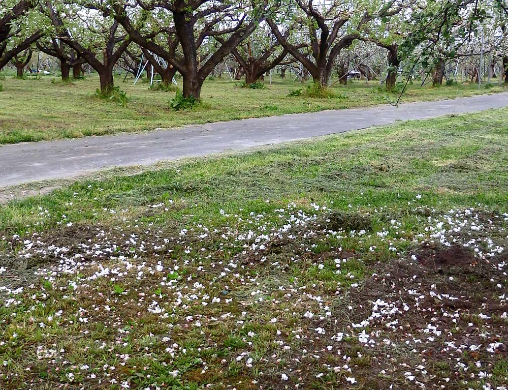 地面には落とした花