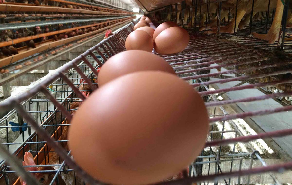 健康な親鶏から産まれた卵