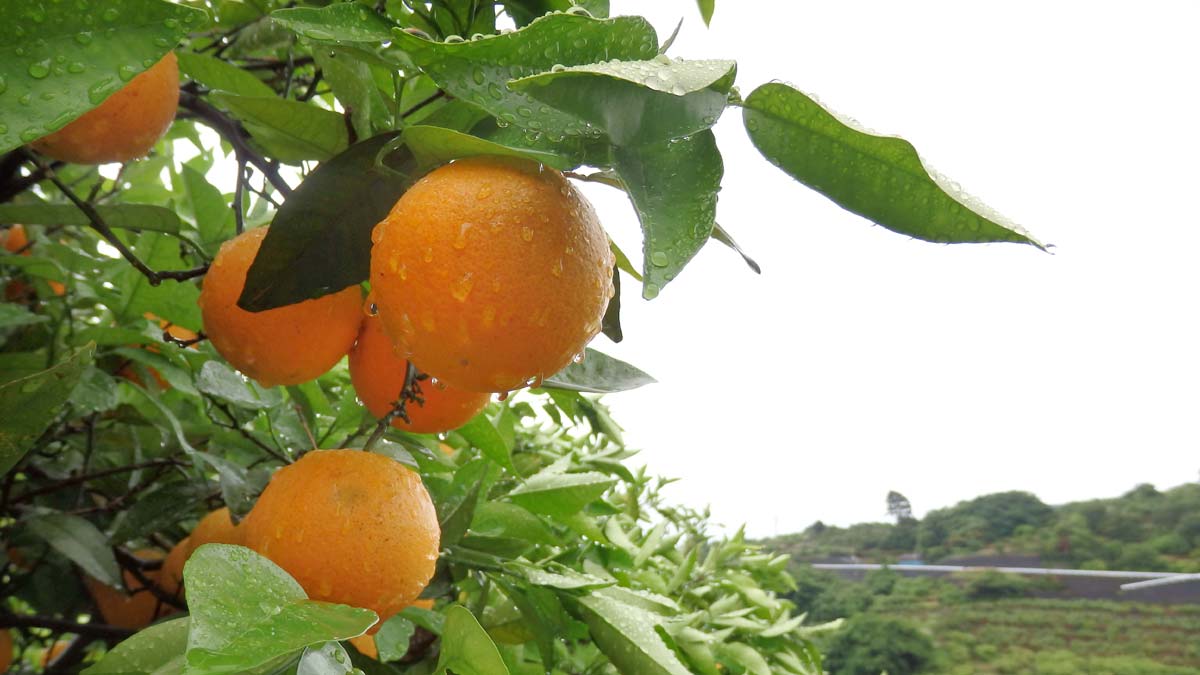 雨上がりのバレンシアオレンジ