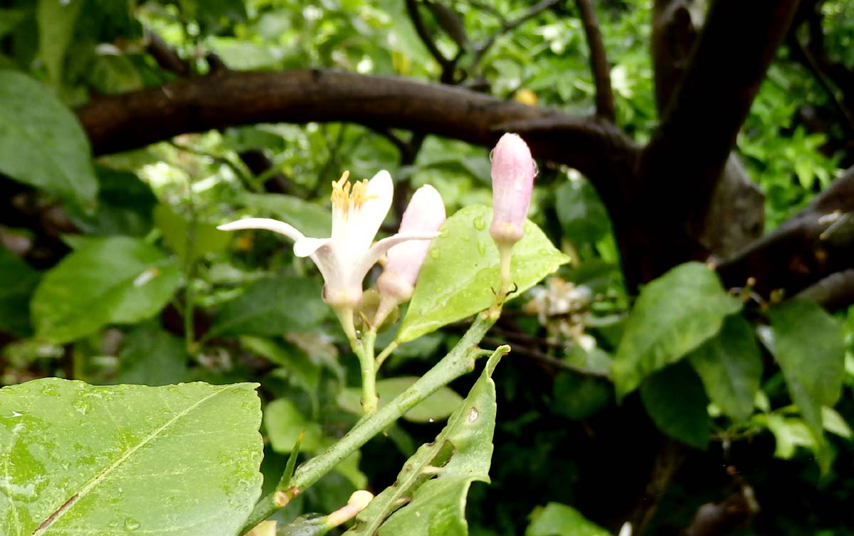 何の花でしょう？