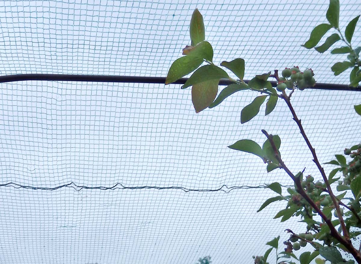 猿と鳥避けのネット