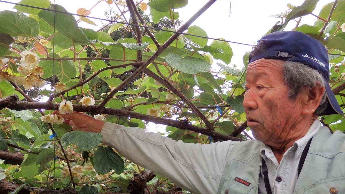 キウイの生産者 遠藤さん