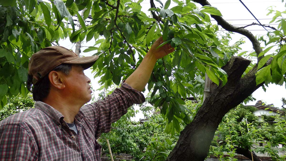 実成りをみる生産者の鳥居さん