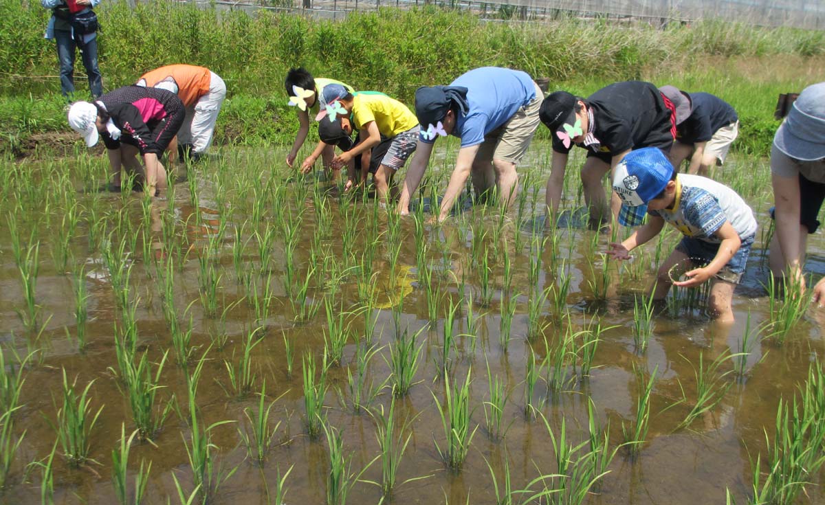 一心不乱に除草作業