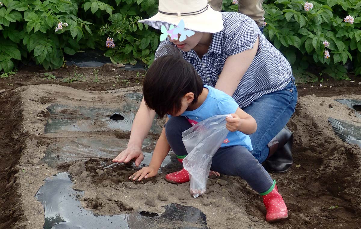 上から土をかぶせる