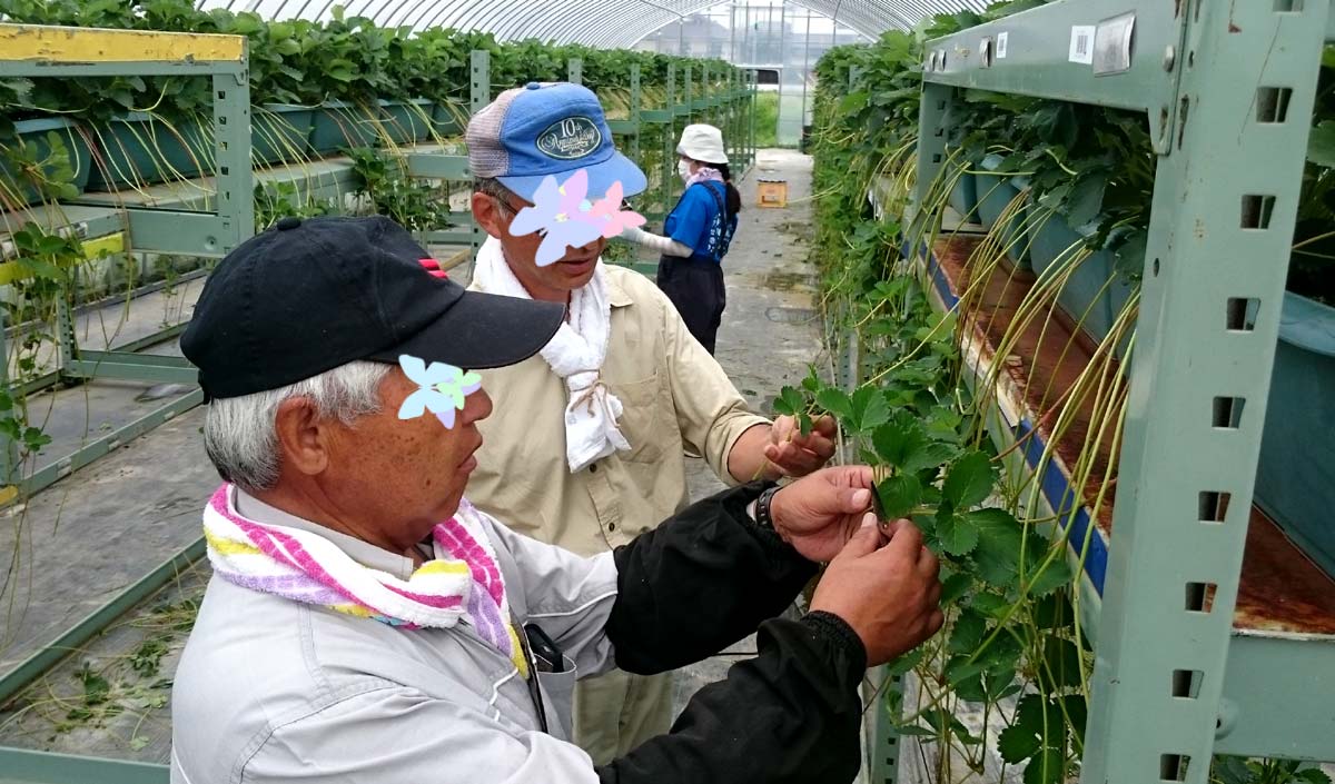 いちごの苗取り