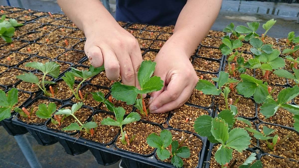 ポットに子株を植え付け