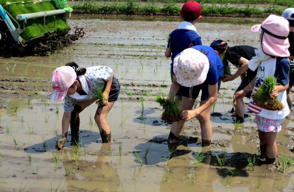 田植え