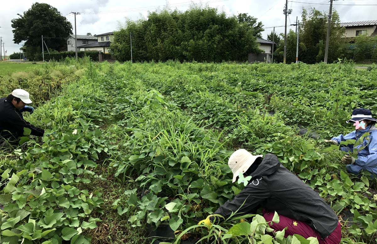 広いさつまいも畑