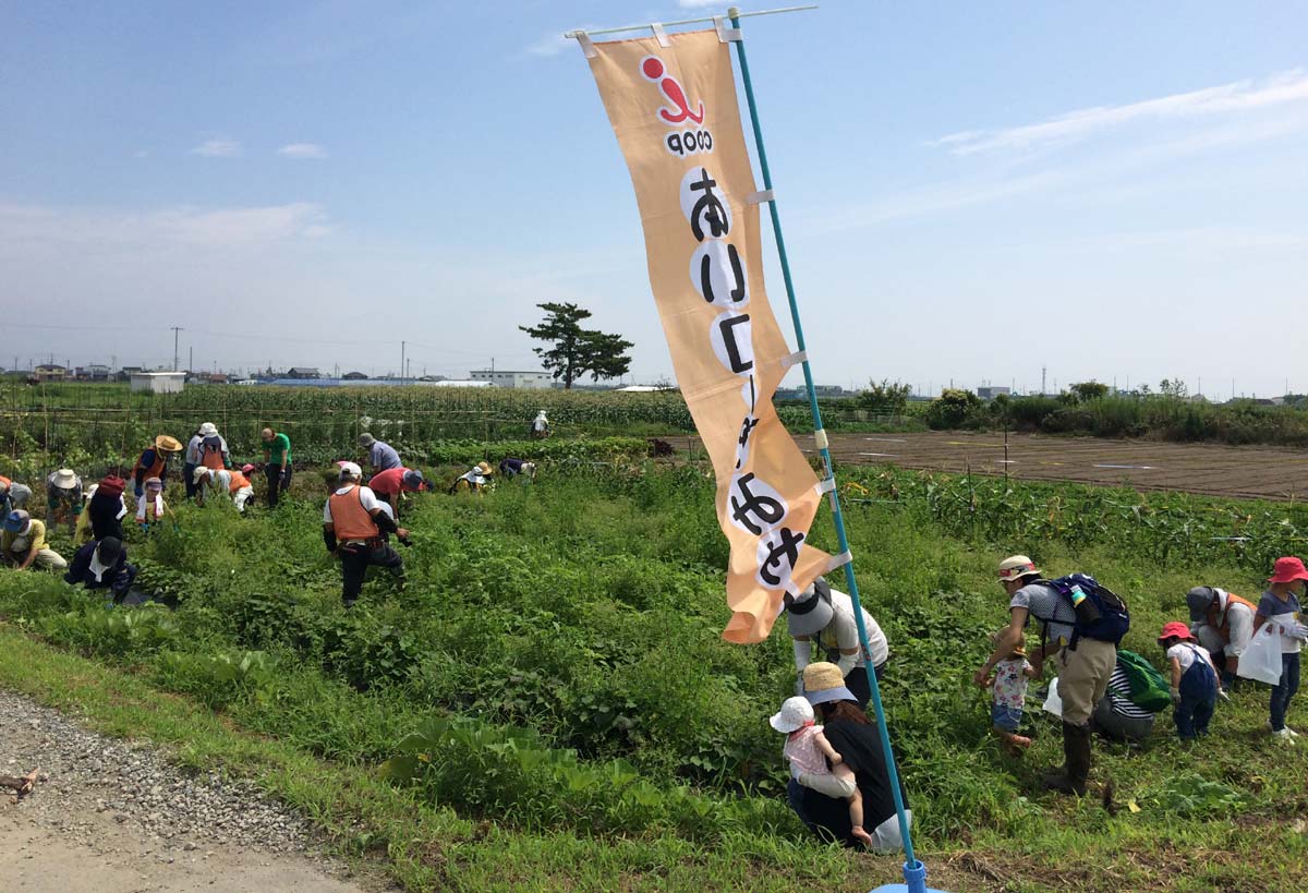 サツマイモ畑で草取