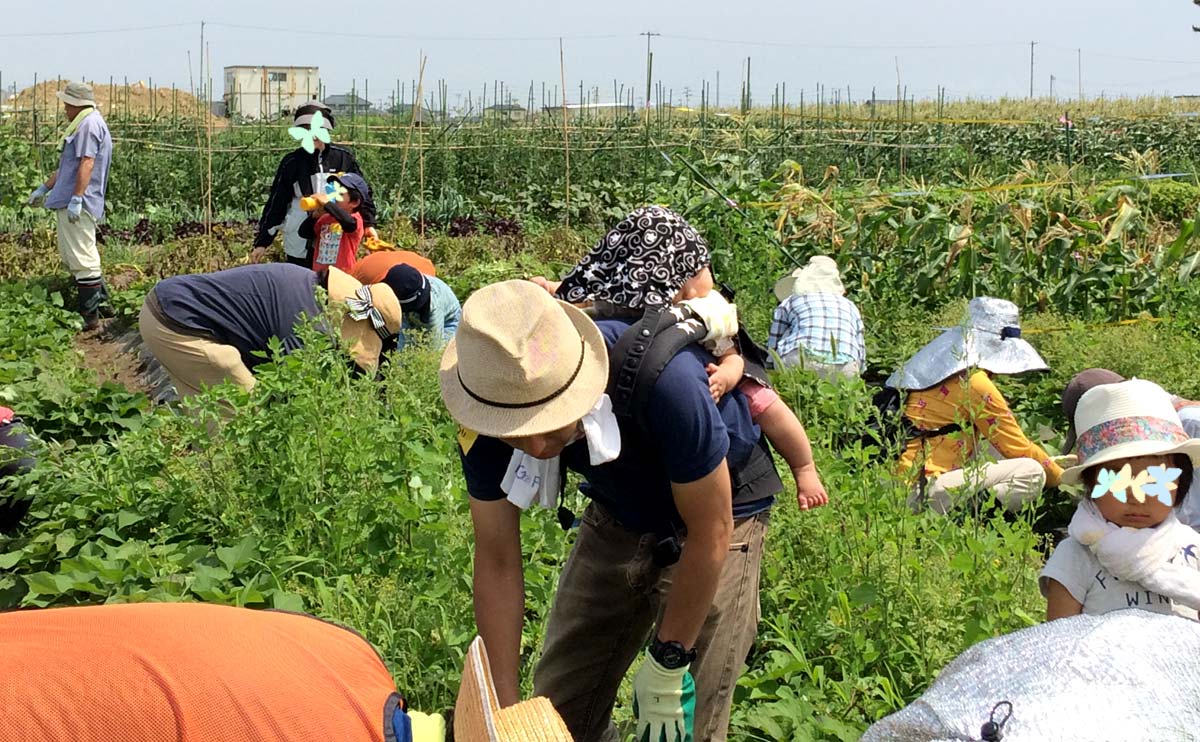 サツマイモ畑で草取