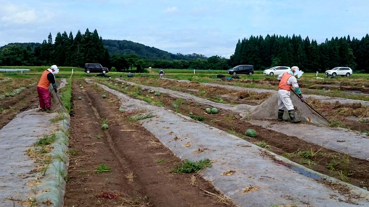 マルチ剥がし