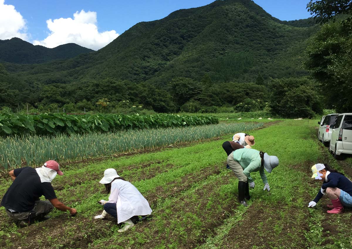 雪下人参の草取り