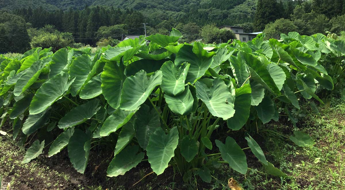 里芋はとっても元気