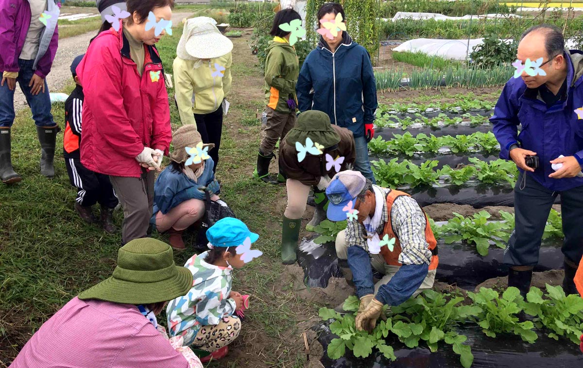 大根の間引きの説明