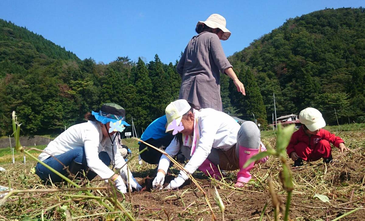 さつま芋の収穫体験