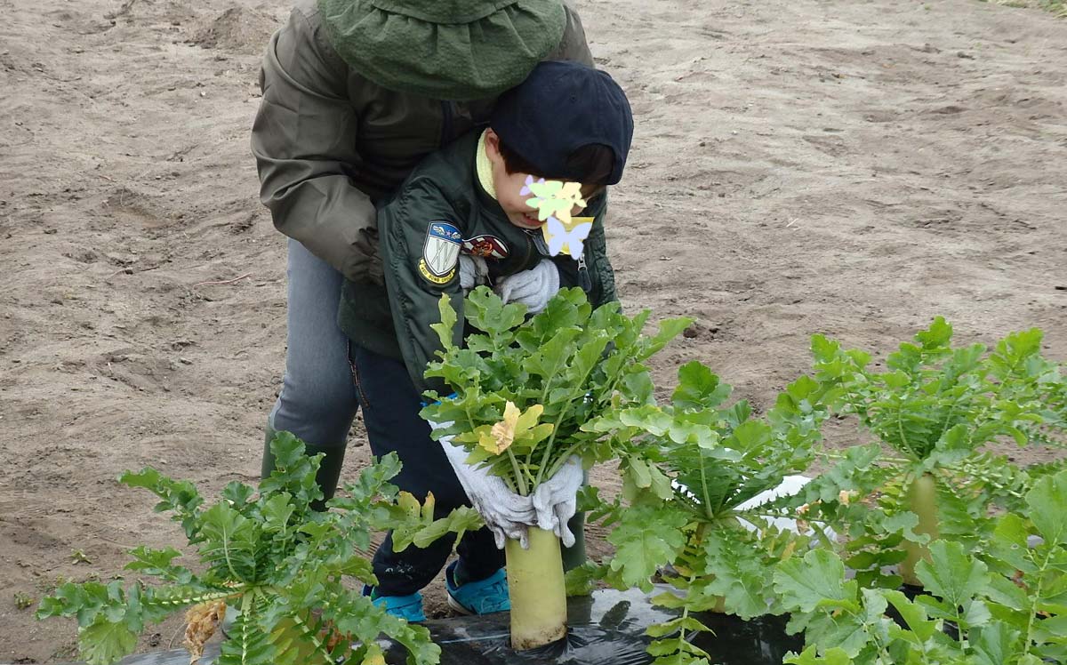 大根の収穫