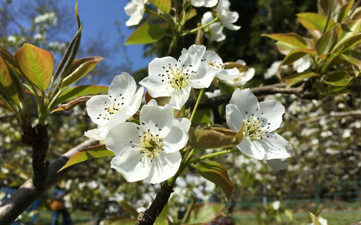 花粉飛んでしまった花