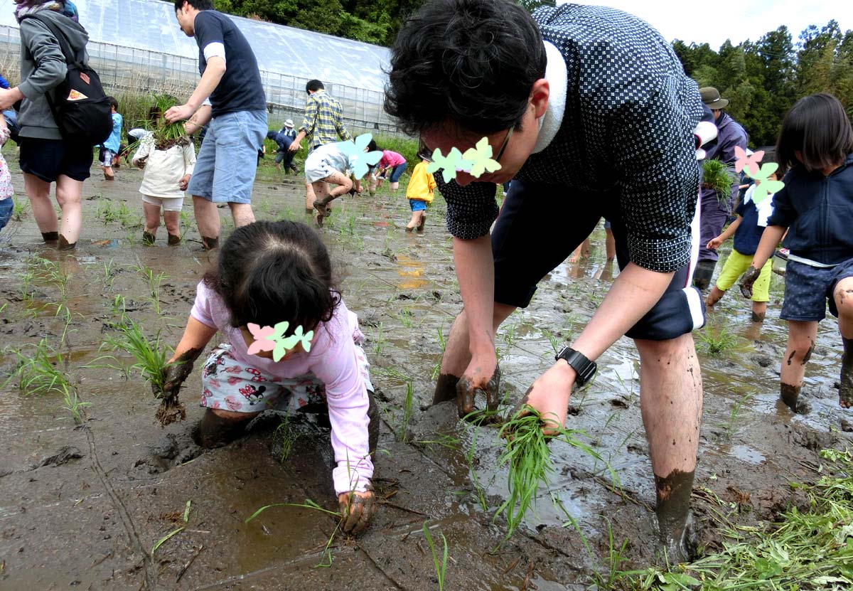 田植え