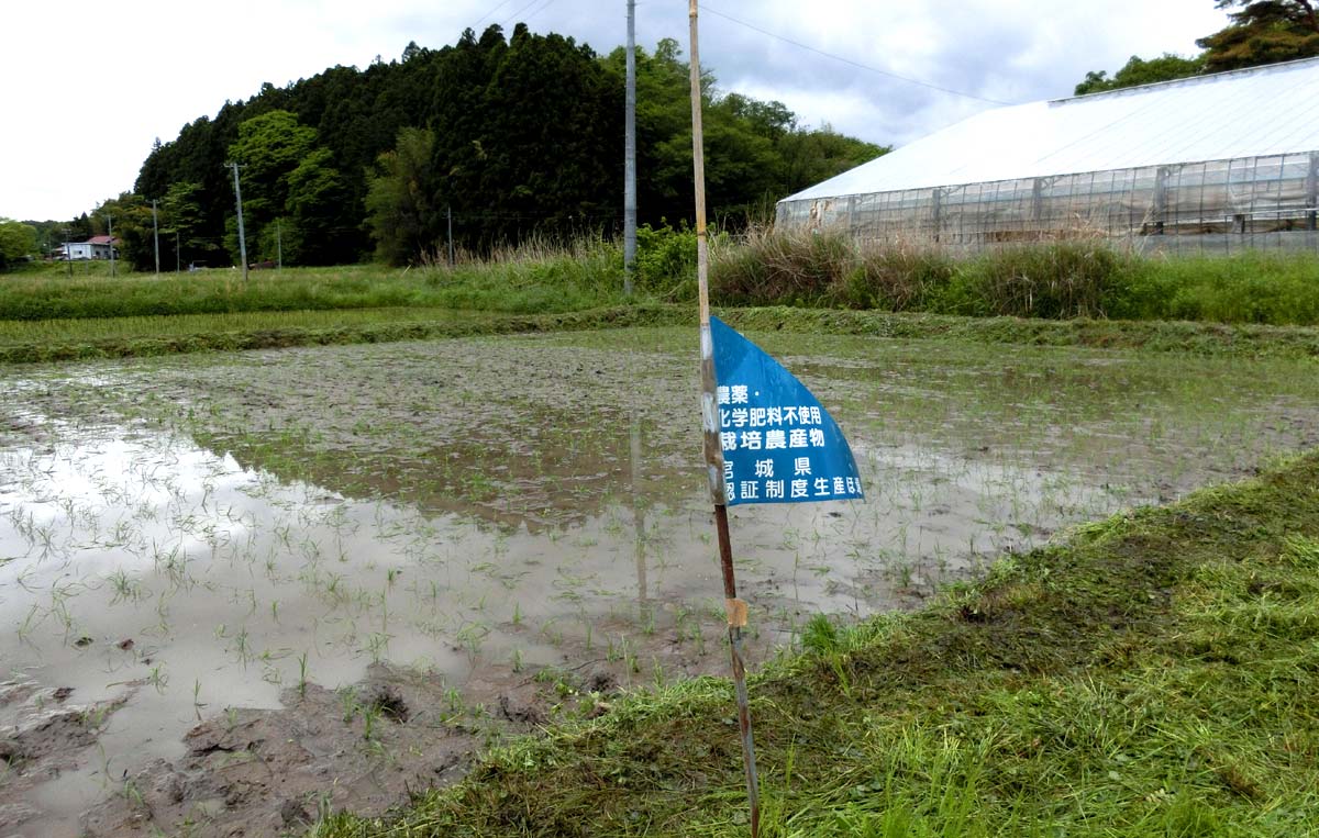 田植え終了