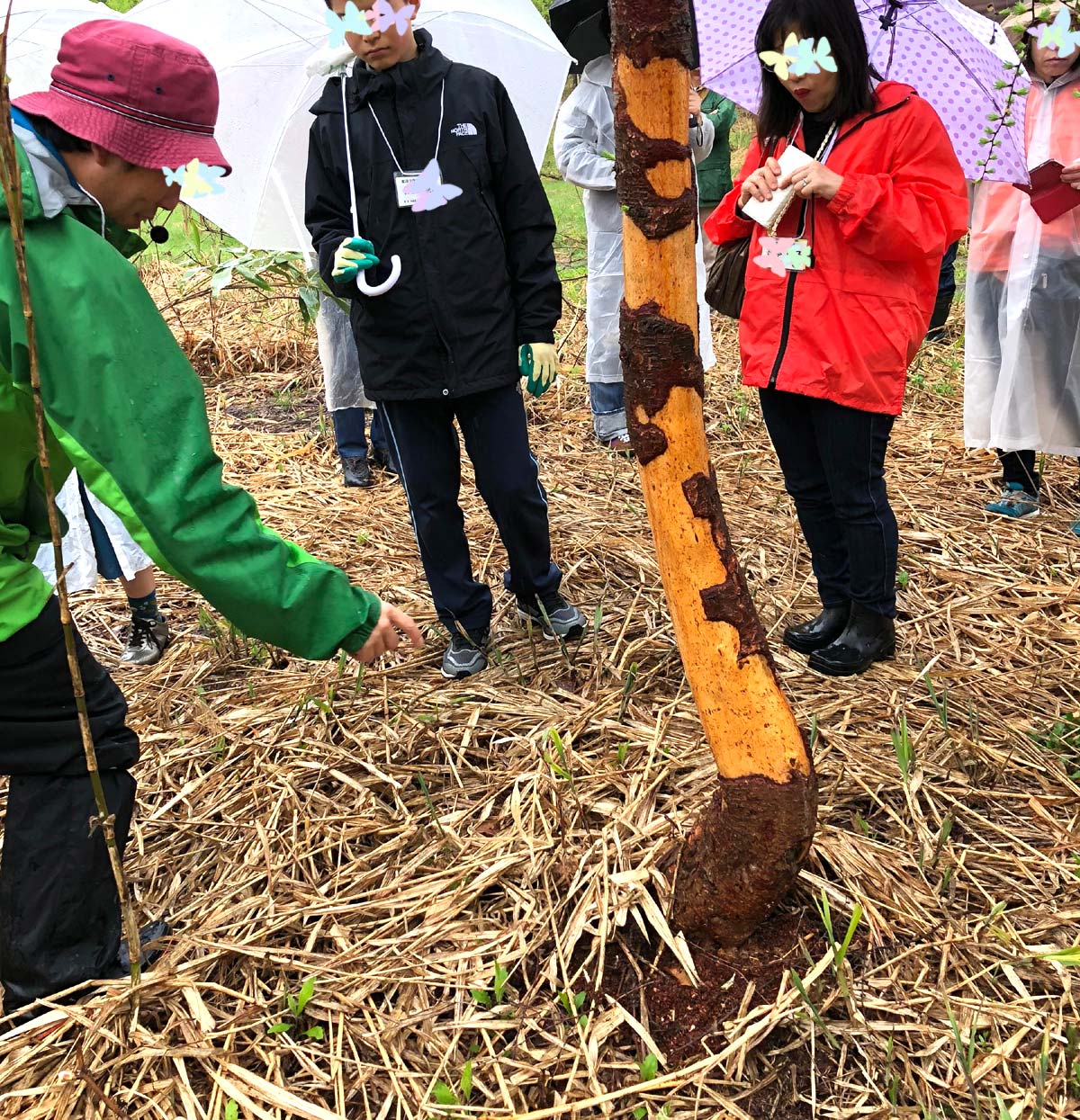 エゾネズミの仕業