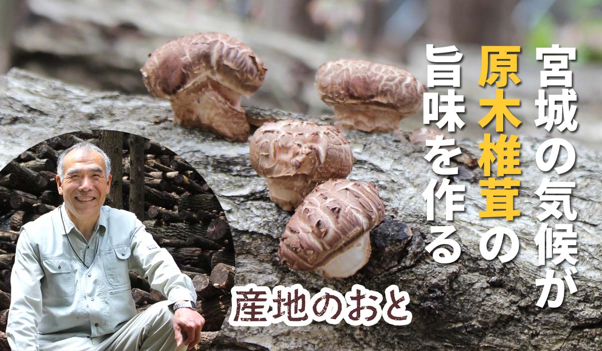 宮城の気候が原木椎茸の旨味を作る