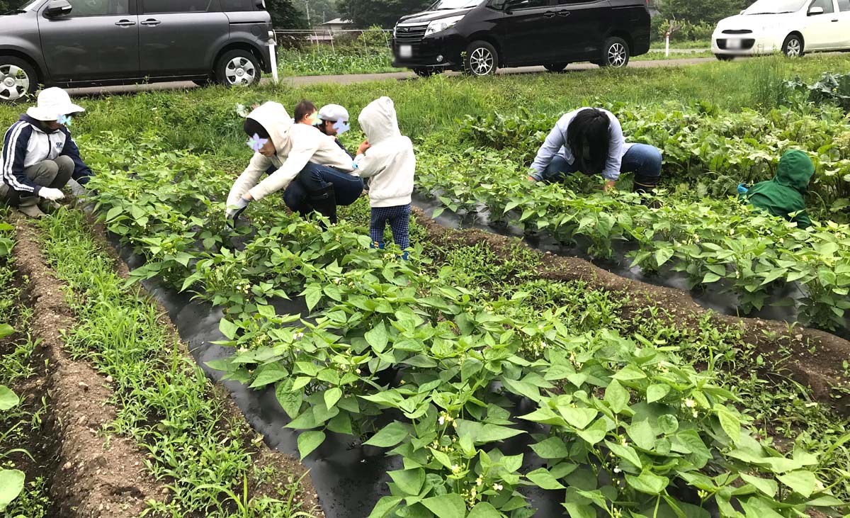 つるなしインゲンの草取り