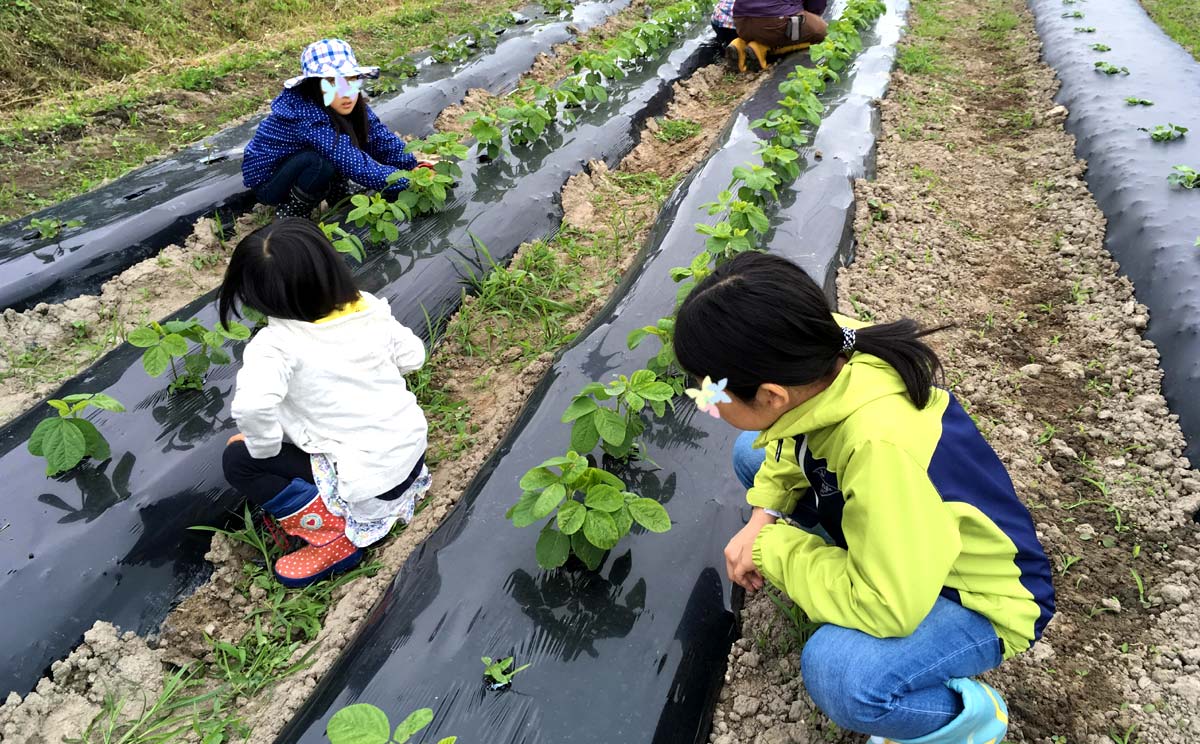 草取りを頑張る子どもたち